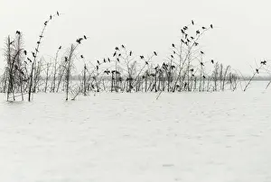 Birdwatching Prints: Africa, Benin, Lake NokouA. Birds near the fish farms close to Ganvie village