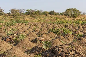 Africa, Benin, Taneka mountain. Cultivated field with cassava