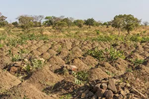 Images Dated 28th February 2019: Africa, Benin, Taneka mountain. Cultivated field with cassava