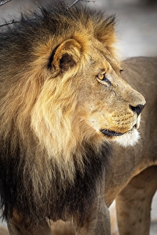 Watching Prints: Africa, Botswana, Central Kalahari Game reserve. A beautiful male lion
