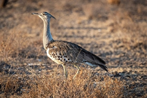 Savanna Prints: Africa, Botswana, Central Kalahari Game reserve. A Kori bustard walking on the ground