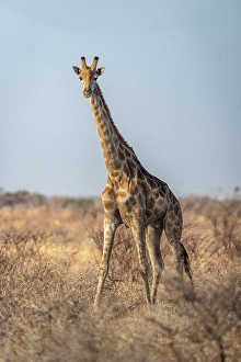 Savanna Prints: Africa, Botswana, Central Kalahari Game reserve. A giraffe walking in the savanna