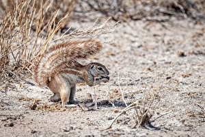Grassland Prints: Africa, Botswana, Central Kalahari Game reserve. A male Cape Squirrel