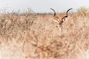 Greater Prints: Africa, Botswana, Central Kalahari Game reserve. A beautiful male Kudu in the bushes