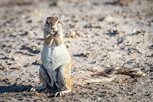Grassland Prints: Africa, Botswana, Central Kalahari Game reserve. A female Cape Squirrel
