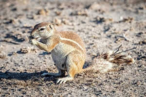 Grassland Prints: Africa, Botswana, Central Kalahari Game reserve. A female Cape Squirrel