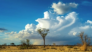 Thunderstorm Prints: Africa, Botswana, Central Kalahari Game reserve. A big thunderstorm is building up