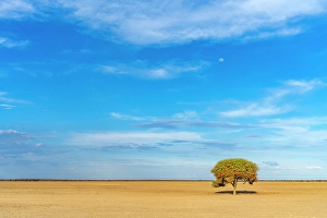 Kalahari Prints: Africa, Botswana, Central Kalahari Game reserve