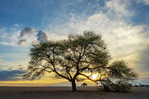 Savanna Prints: Africa, Botswana, Central Kalahari Game reserve. Sunset in Tau Pan with an acacia tree