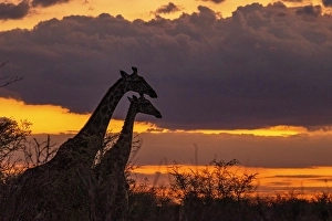 Kalahari Prints: Africa, Botswana, Central Kalahari Game reserve