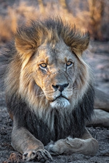 Watching Prints: Africa, Botswana, Central Kalahari Game reserve. A beautiful male lion