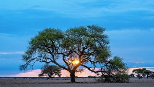 Savanna Prints: Africa, Botswana, Central Kalahari Game reserve. Sunset in Tau Pan with an acacia tree