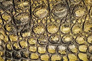 Images Dated 16th November 2012: Africa, Botswana, Chobe National Park, Close up of crocodile skin