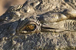 Images Dated 16th November 2012: Africa, Botswana, Chobe National Park, lose up of Crocodiles eye