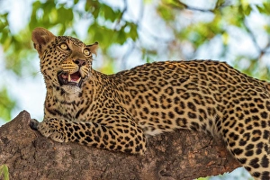 Watching Prints: Africa, Botswana, Chobe National Park. A portrait of a leopard in a tree