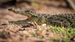 River Bank Prints: Africa, Botswana, Chobe National Park. A a crocodile on the river bank with its mouth open