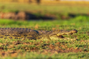 River Bank Prints: Africa, Botswana, Chobe National Park. A a crocodile on the river bank with its mouth open