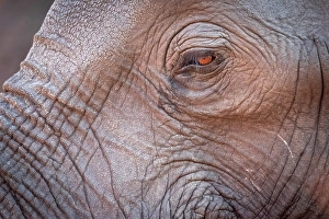 Chobe Prints: Africa, Botswana, Chobe National Park. Close up of an elephant. Portrait