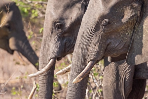 Elephants Prints: Africa, Botswana, Chobe National Park. An elephant family