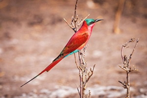 Birdwatching Prints: Africa, Botswana, Chobe National Park. A Southern carmine bee-eater