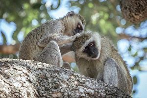 Monkey Prints: Africa, Botswana, Chobe National Park. Two vervet monkeys grooming each other on a tree