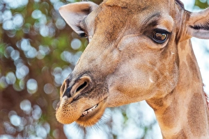 Face Prints: Africa, Botswana, Chobe National Park. A close up of a Southern Giraffe smiling (chewing)