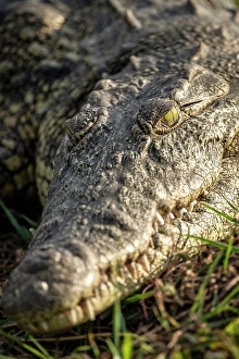 River Bank Prints: Africa, Botswana, Chobe National Park. A portrait of a crocodile on the river bank