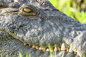River Bank Prints: Africa, Botswana, Chobe National Park. A portrait of a crocodile on the river bank