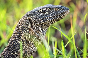 River Bank Prints: Africa, Botswana, Chobe National Park. A portrait of a nile monitor