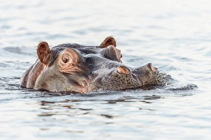 Swimming Prints: Africa, Botswana, Chobe National Park. A portrait of a hippopotamus