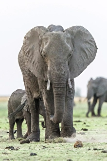 River Bank Prints: Africa, Botswana, Chobe National Park. An elephant family on the river bank of the Chobe
