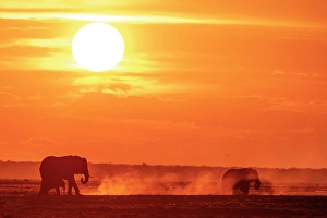 River Bank Prints: Africa, Botswana, Chobe National Park. An elephant family at sunset on the riverbank