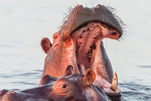 Swimming Prints: Africa, Botswana, Chobe National Park. A portrait of a hippopotamus yawning
