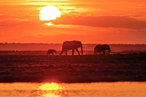 River Bank Prints: Africa, Botswana, Chobe National Park. An elephant family at sunset on the riverbank