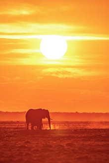 River Bank Prints: Africa, Botswana, Chobe National Park