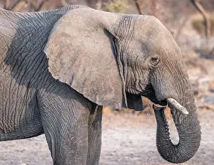 Drinking Prints: Africa, Botswana, Kalahari, Deception Valley lodge. An elephant drinking