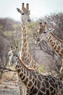 Watching Prints: Africa, Botswana, Kalahari, Deception Valley lodge. Three giraffes watching