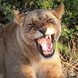 Aggressive Prints: Africa, Botswana, Kalahari, Deception Valley lodge. A portrait of a lioness hissing