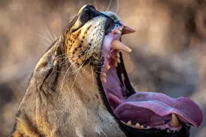 Mouth Prints: Africa, Botswana, Kalahari, Deception Valley lodge. A close up of a lioness yawning