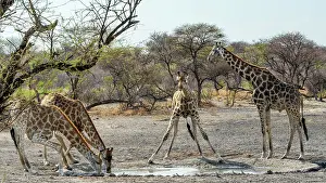Watching Prints: Africa, Botswana, Kalahari, Deception Valley lodge