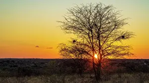 Nests Prints: Africa, Botswana, Kalahari, Deception Valley lodge. Sunset with panorama over the valley