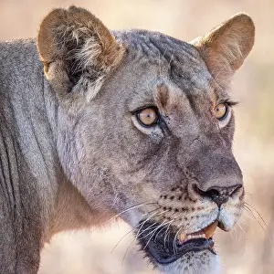 Watching Prints: Africa, Botswana, Kalahari, Deception Valley lodge. A portrait of a lioness