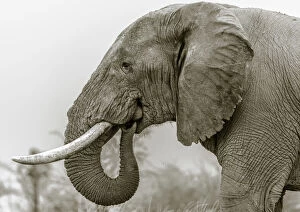 Africa, Botswana, Kalahari. an elephant eating salt earth