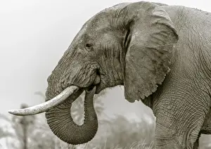 Kalahari Prints: Africa, Botswana, Kalahari. an elephant eating salt earth