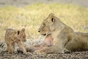 Cute Gallery: Africa, Botswana, Kalahari. a female lion with cub