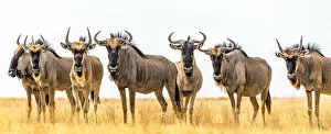 Group Gallery: Africa, Botswana, Kalahari. a herd of wildebeest