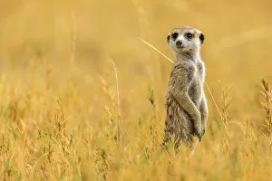 Watching Gallery: Africa, Botswana, Kalahari. A meerkat