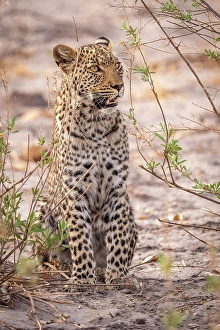 Watching Prints: Africa, Botswana, Kwando Concession. A leopard sitting and watching