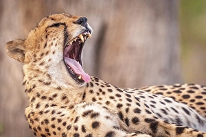 Watching Prints: Africa, Botswana, Kwando Concession. A male cheetah, yawning
