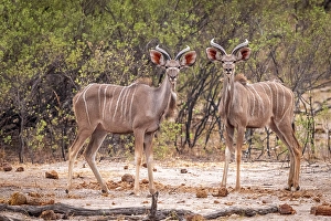 Greater Prints: Africa, Botswana, Kwando Concession. Two young greater Kudu males watching